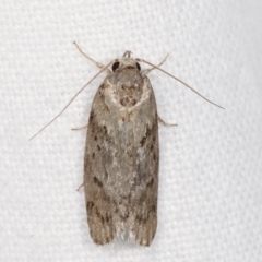 Philobota philostaura (A Concealer moth (Philobota group)) at Melba, ACT - 20 Jan 2021 by kasiaaus