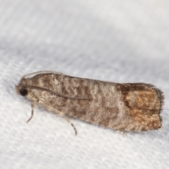 Cydia pomonella (Codling Moth) at Melba, ACT - 20 Jan 2021 by kasiaaus