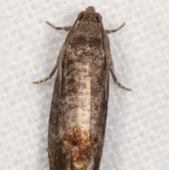 Cydia pomonella at Melba, ACT - 20 Jan 2021 11:29 PM