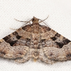 Epyaxa subidaria (Subidaria Moth) at Melba, ACT - 21 Jan 2021 by kasiaaus