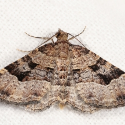 Epyaxa subidaria (Subidaria Moth) at Melba, ACT - 21 Jan 2021 by kasiaaus