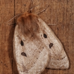 Anthela ocellata (Eyespot Anthelid moth) at Melba, ACT - 20 Jan 2021 by kasiaaus