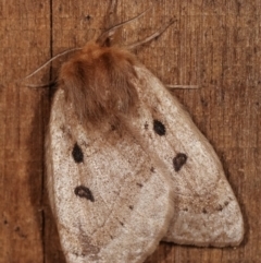 Anthela ocellata (Eyespot Anthelid moth) at Melba, ACT - 21 Jan 2021 by kasiaaus