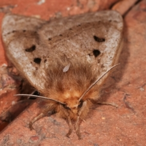 Anthela ocellata at Melba, ACT - 21 Jan 2021 01:06 AM