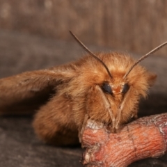 Anthela ocellata at Melba, ACT - 21 Jan 2021