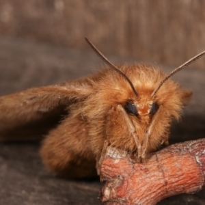 Anthela ocellata at Melba, ACT - 21 Jan 2021 01:06 AM