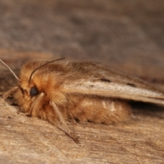 Anthela ocellata at Melba, ACT - 21 Jan 2021 01:06 AM