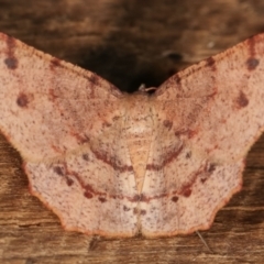 Rhinodia rostraria (Necklace Geometrid) at Melba, ACT - 21 Jan 2021 by kasiaaus