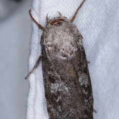 Cryptophasa irrorata (A Gelechioid moth (Xyloryctidae)) at Melba, ACT - 21 Jan 2021 by kasiaaus