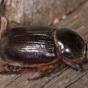 Dasygnathus sp. (genus) at Melba, ACT - 21 Jan 2021 11:44 PM