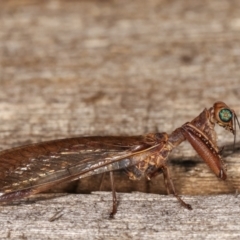 Mantispidae (family) (Unidentified mantisfly) at Melba, ACT - 21 Jan 2021 by kasiaaus