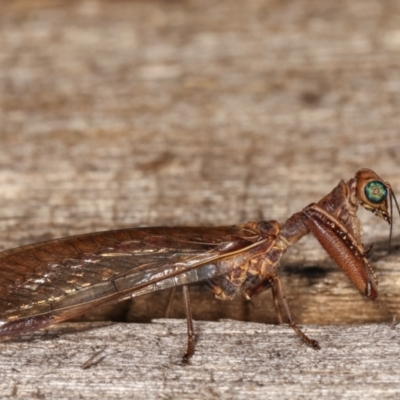 Mantispidae (family) (Unidentified mantisfly) at Melba, ACT - 21 Jan 2021 by kasiaaus