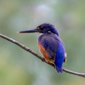 Ceyx azureus at Uriarra Village, ACT - 31 Jan 2021