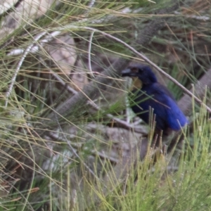 Ceyx azureus at Uriarra Village, ACT - 31 Jan 2021