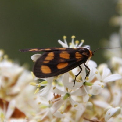 Asura cervicalis (Spotted Lichen Moth) at Mongarlowe, NSW - 31 Jan 2021 by LisaH