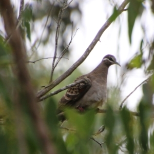 Phaps chalcoptera at Mongarlowe, NSW - 31 Jan 2021