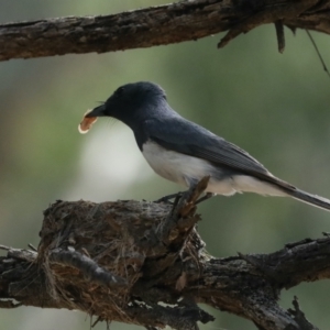 Myiagra rubecula at Ainslie, ACT - suppressed