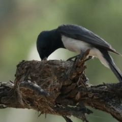 Myiagra rubecula at Ainslie, ACT - suppressed