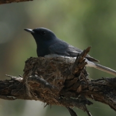 Myiagra rubecula at Ainslie, ACT - suppressed