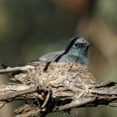 Myiagra rubecula at Ainslie, ACT - suppressed