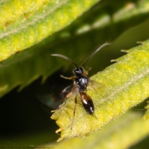 Cotesia glomerata at Macgregor, ACT - 31 Jan 2021