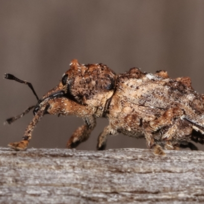 Orthorhinus klugii (Vine weevil) at Melba, ACT - 21 Jan 2021 by kasiaaus