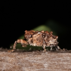 Orthorhinus klugii at Melba, ACT - 21 Jan 2021