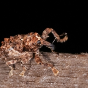 Orthorhinus klugii at Melba, ACT - 21 Jan 2021 11:45 PM