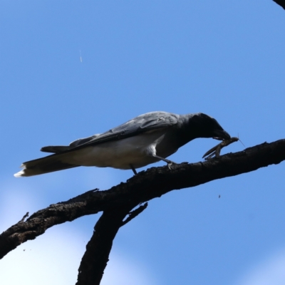 Coracina novaehollandiae (Black-faced Cuckooshrike) at Ainslie, ACT - 30 Jan 2021 by jb2602