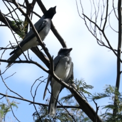 Coracina novaehollandiae at Ainslie, ACT - 30 Jan 2021