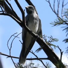 Coracina novaehollandiae at Ainslie, ACT - 30 Jan 2021