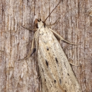 Blastobasis (genus) at Melba, ACT - 21 Jan 2021 11:51 PM