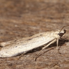 Blastobasis (genus) at Melba, ACT - 21 Jan 2021 11:51 PM