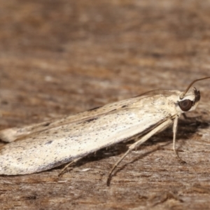 Blastobasis (genus) at Melba, ACT - 21 Jan 2021 11:51 PM