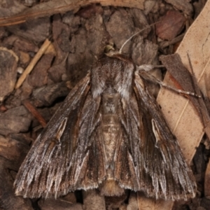 Persectania ewingii at Melba, ACT - 22 Jan 2021 12:02 AM