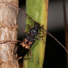 Phoracantha semipunctata (Common Eucalypt Longicorn) at Melba, ACT - 22 Jan 2021 by kasiaaus