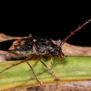 Phoracantha semipunctata at Melba, ACT - 22 Jan 2021