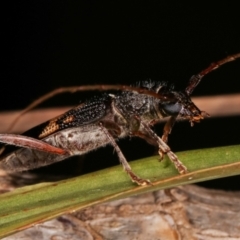 Phoracantha semipunctata at Melba, ACT - 22 Jan 2021