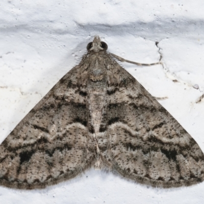 Lipogya eutheta (Grey Bark Moth) at Melba, ACT - 22 Jan 2021 by kasiaaus