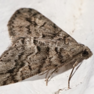 Lipogya eutheta at Melba, ACT - 22 Jan 2021 01:05 AM