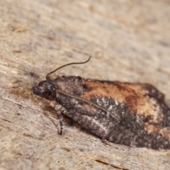 Tortricinae (subfamily) (A tortrix moth) at Melba, ACT - 21 Jan 2021 by kasiaaus