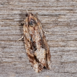 Thrincophora lignigerana at Melba, ACT - 22 Jan 2021