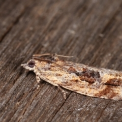 Thrincophora lignigerana at Melba, ACT - 22 Jan 2021