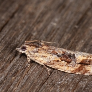 Thrincophora lignigerana at Melba, ACT - 22 Jan 2021 01:07 AM