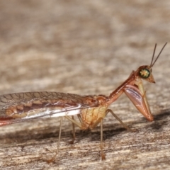 Mantispidae (family) (Unidentified mantisfly) at Melba, ACT - 22 Jan 2021 by kasiaaus