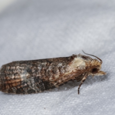 Cryptoptila immersana (A Tortricid moth) at Melba, ACT - 21 Jan 2021 by kasiaaus