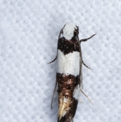 Monopis icterogastra at Melba, ACT - 22 Jan 2021 01:12 AM