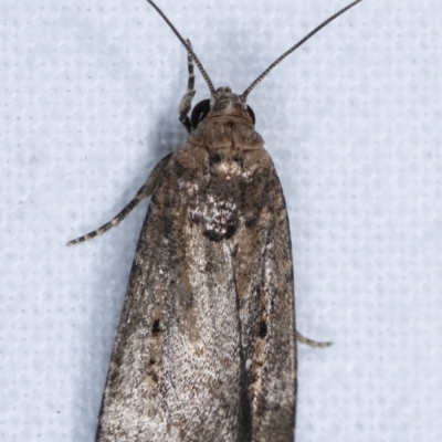 Athetis tenuis (Plain Tenuis Moth) at Melba, ACT - 21 Jan 2021 by kasiaaus