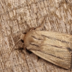 Leucania diatrecta (A Noctuid moth) at Melba, ACT - 22 Jan 2021 by kasiaaus