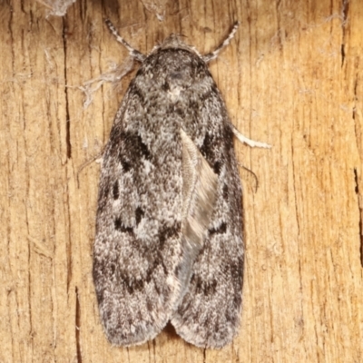 Philobota philostaura (A Concealer moth (Philobota group)) at Melba, ACT - 22 Jan 2021 by kasiaaus